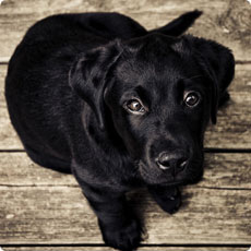 运行流畅快速的电话压测网站